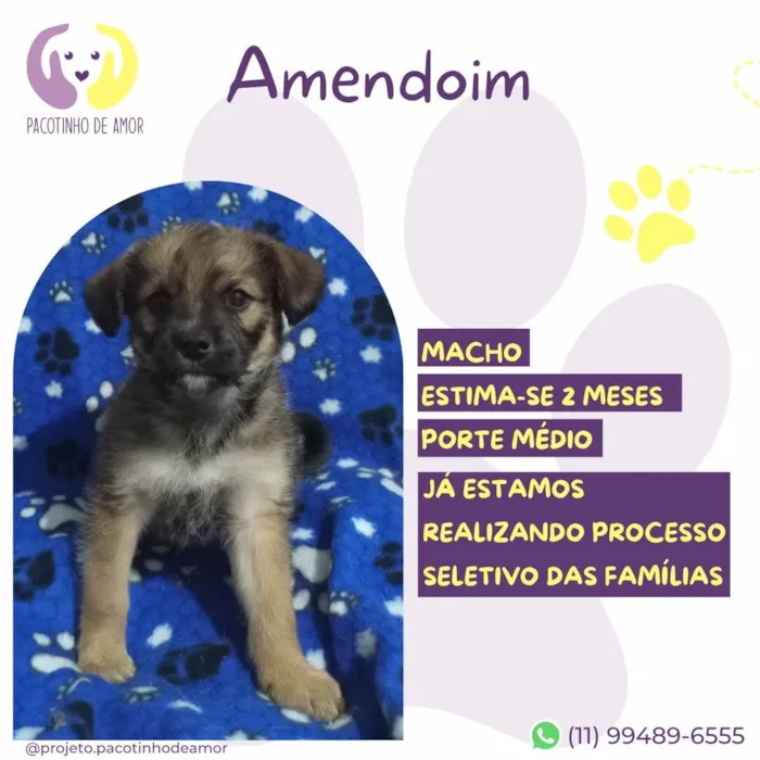 Cachorro ra a SRD-ViraLata idade Abaixo de 2 meses nome Amendoim
