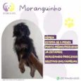 Moranguinho