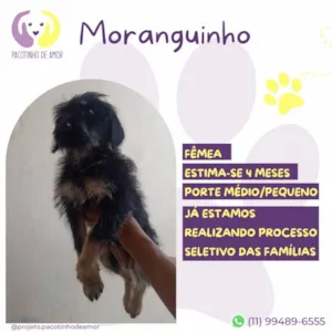 Cachorro raça SRD-ViraLata idade 2 a 6 meses nome Moranguinho