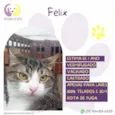 Felix