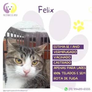 Gato raça SRD-ViraLata idade 1 ano nome Felix