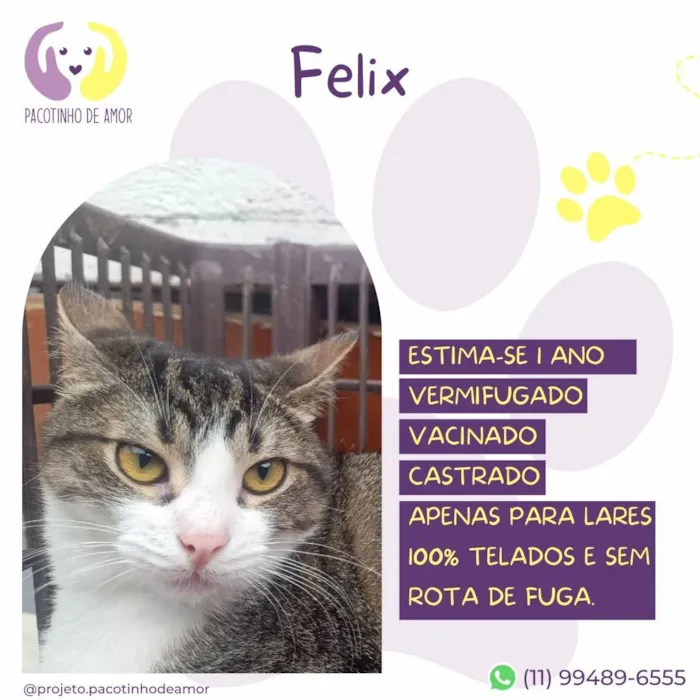 Gato ra a SRD-ViraLata idade 1 ano nome Felix