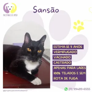 Gato raça SRD-ViraLata idade 5 anos nome Sansão 