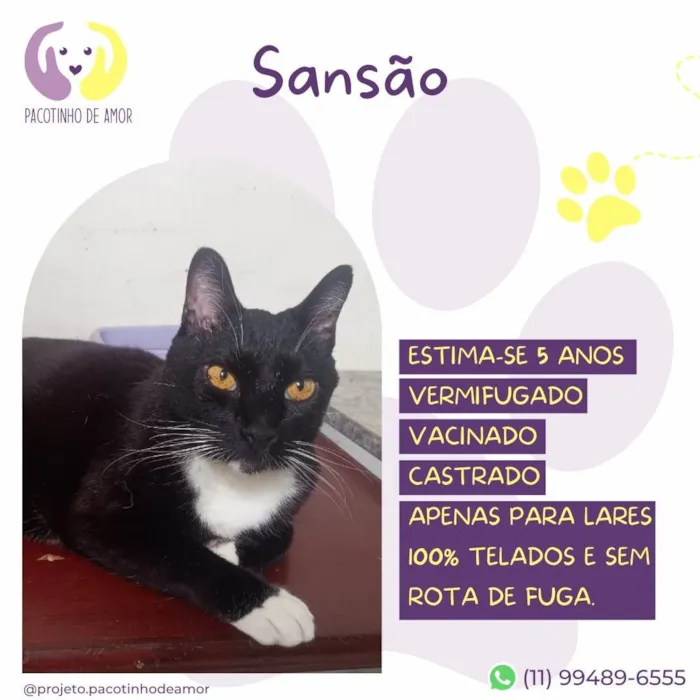 Gato ra a SRD-ViraLata idade 5 anos nome Sansão