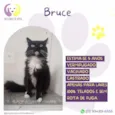 Bruce