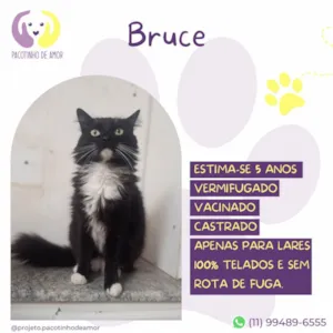 Gato raça SRD-ViraLata idade 5 anos nome Bruce