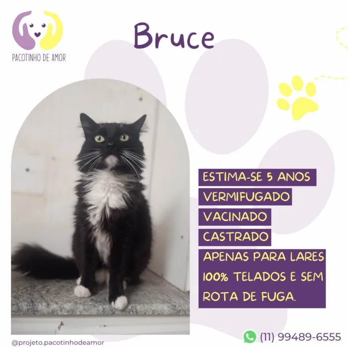 Gato ra a SRD-ViraLata idade 5 anos nome Bruce