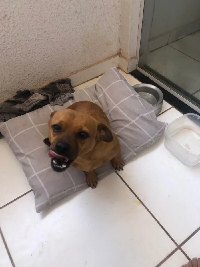 Cachorro ra a SRD-ViraLata idade 5 anos nome Sebastião 