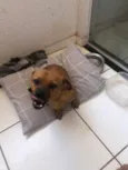 Sebastião