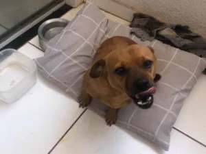 Cachorro raça SRD-ViraLata idade 5 anos nome Sebastião 