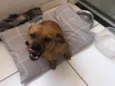 Sebastião