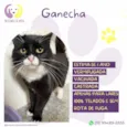 Ganecha
