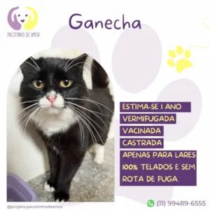 Gato raça SRD-ViraLata idade 1 ano nome Ganesha
