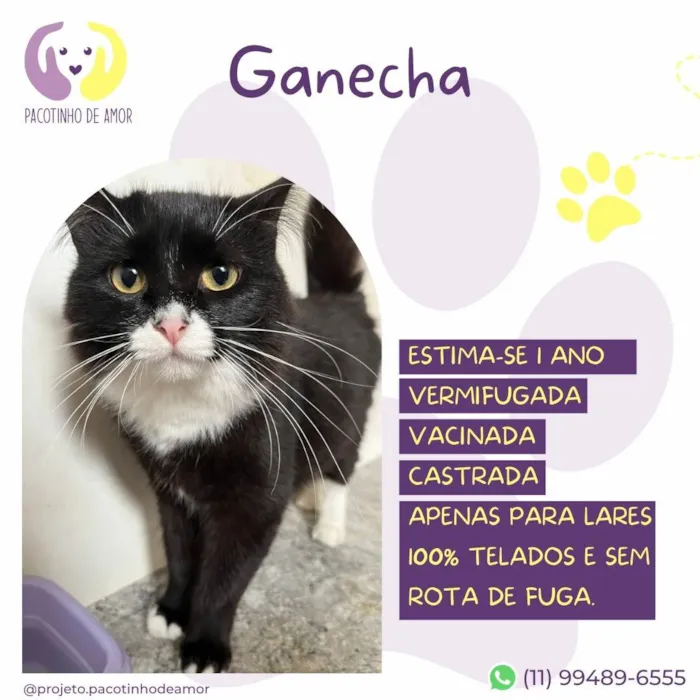 Gato ra a SRD-ViraLata idade 1 ano nome Ganecha