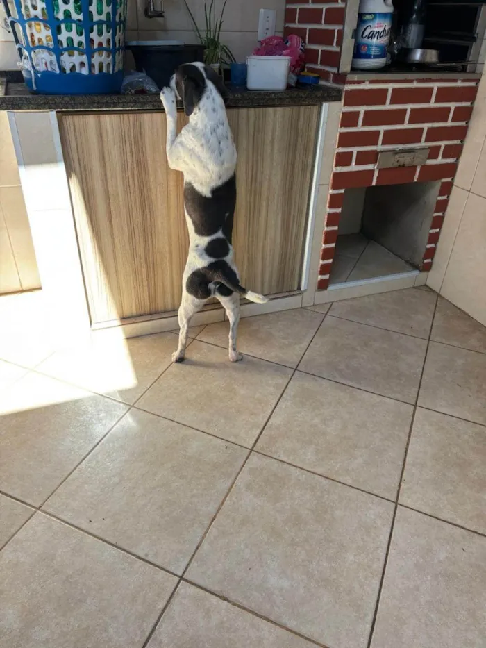 Cachorro ra a SRD-ViraLata idade 1 ano nome Ted