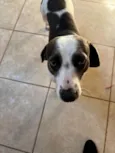 Ted