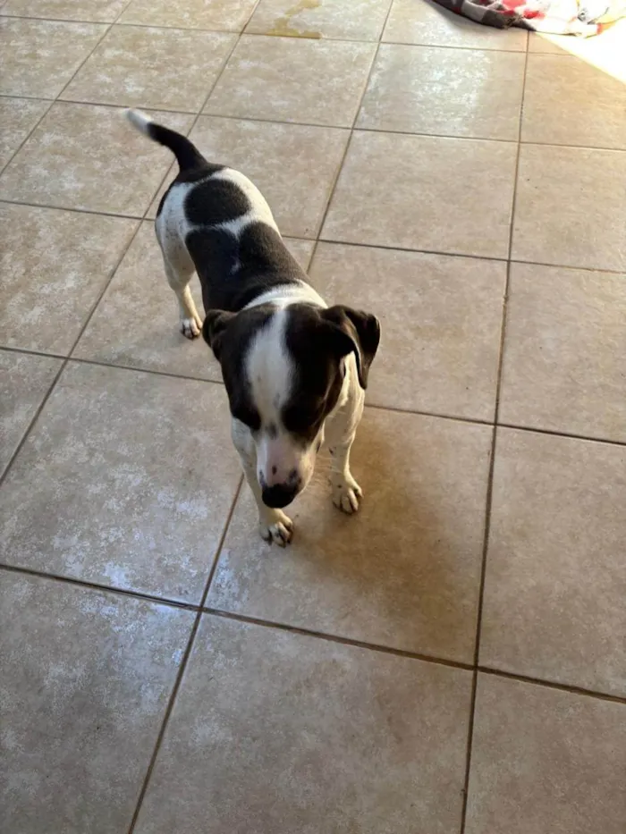 Cachorro ra a SRD-ViraLata idade 1 ano nome Ted