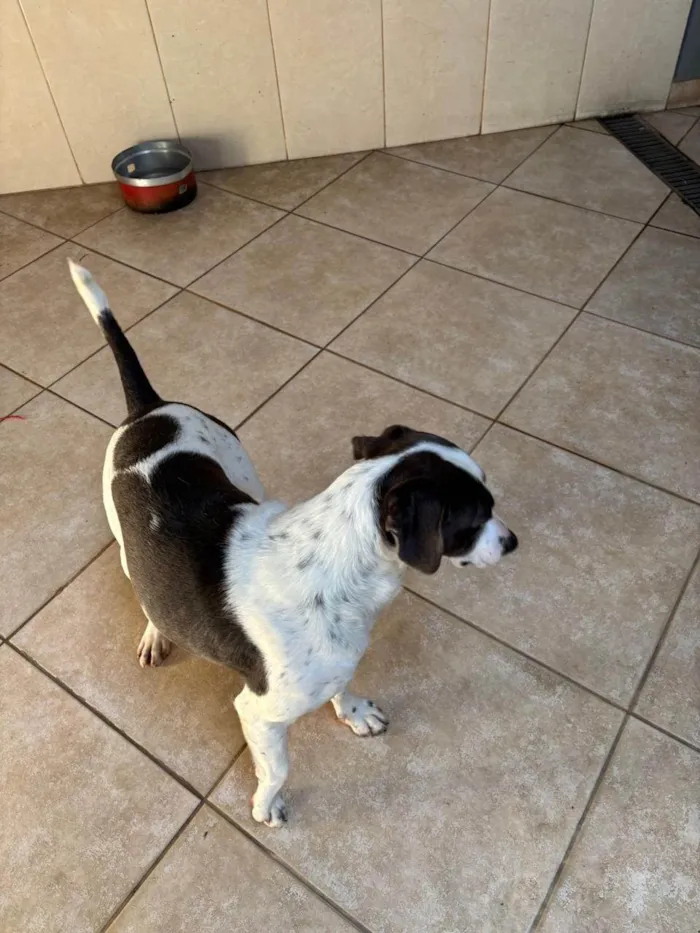 Cachorro ra a SRD-ViraLata idade 1 ano nome Ted