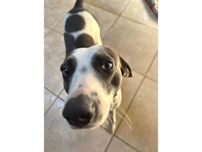Cachorro raça SRD-ViraLata idade 1 ano nome Ted