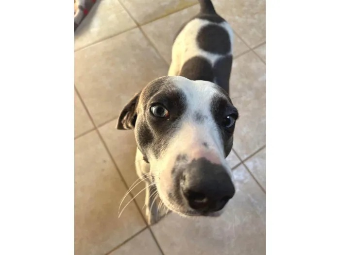Cachorro ra a SRD-ViraLata idade 1 ano nome Ted