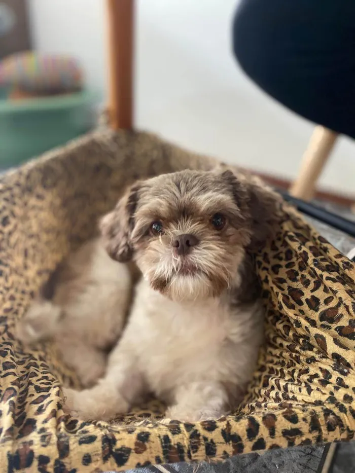 Cachorro ra a Shitzu idade 2 anos nome Olivia