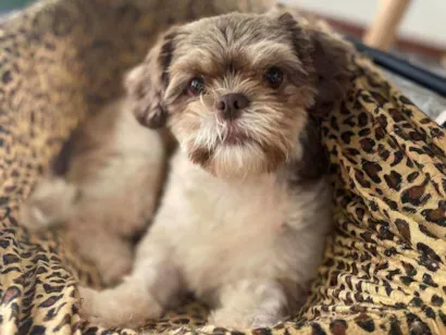 Cachorro raça Shitzu idade 2 anos nome Olivia