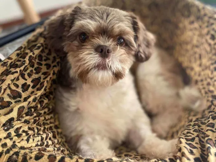 Cachorro ra a Shitzu idade 2 anos nome Olivia