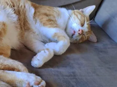 Gato raça SRD-ViraLata idade 3 anos nome Edy