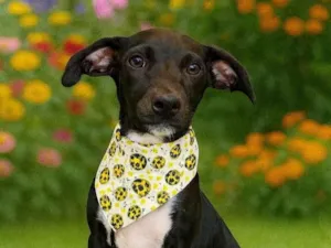 Cachorro raça SRD-ViraLata idade 2 a 6 meses nome Cometa
