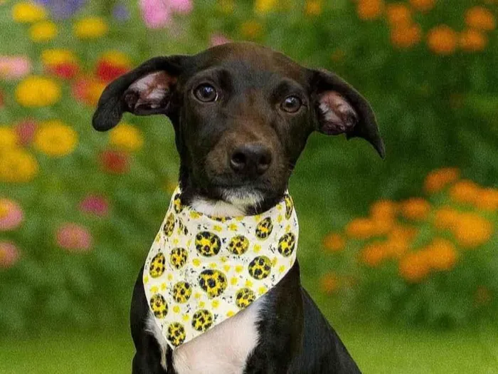 Cachorro ra a SRD-ViraLata idade 2 a 6 meses nome Cometa