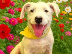 Cachorro raça SRD-ViraLata idade 7 a 11 meses nome Frederico