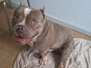 Cachorro raça Pit-Bull idade 2 anos nome Zeus