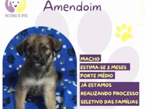 Cachorro raça SRD-ViraLata idade Abaixo de 2 meses nome Amendoim