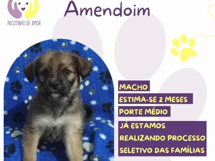 Cachorro ra a SRD-ViraLata idade Abaixo de 2 meses nome Amendoim