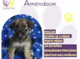 Amendoim