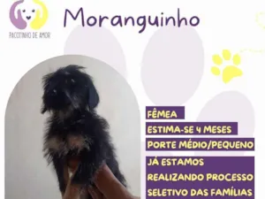 Cachorro raça SRD-ViraLata idade 2 a 6 meses nome Moranguinho