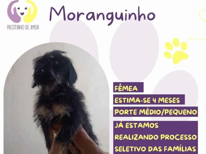 Cachorro ra a SRD-ViraLata idade 2 a 6 meses nome Moranguinho