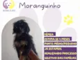 Moranguinho