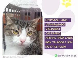 Gato raça SRD-ViraLata idade 1 ano nome Felix