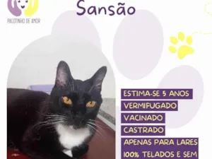 Gato raça SRD-ViraLata idade 5 anos nome Sansão 