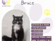 Bruce