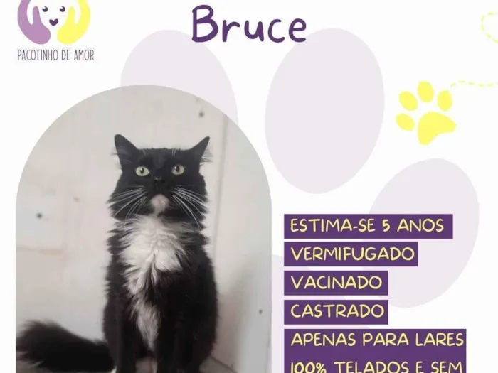 Gato ra a SRD-ViraLata idade 5 anos nome Bruce