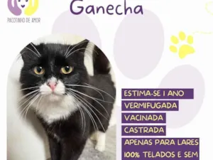 Gato raça SRD-ViraLata idade 1 ano nome Ganecha