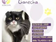 Ganecha