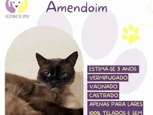Gato raça SRD-ViraLata idade 3 anos nome Amemdoim
