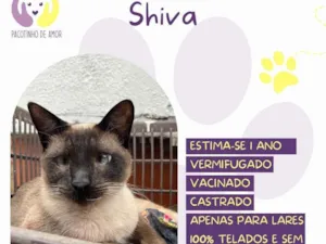 Gato raça SRD-ViraLata idade 1 ano nome Shiva