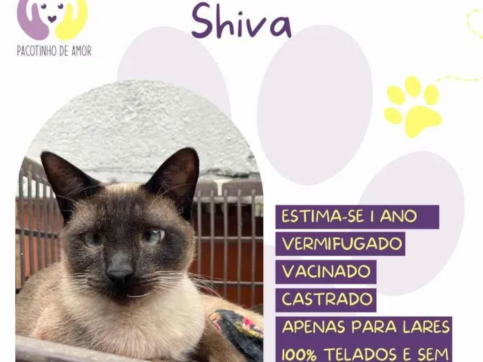 Gato ra a SRD-ViraLata idade 1 ano nome Shiva
