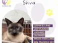 Shiva