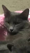 Fumaça
