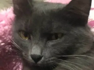 Gato raça SRD-ViraLata idade 2 anos nome Fumaça